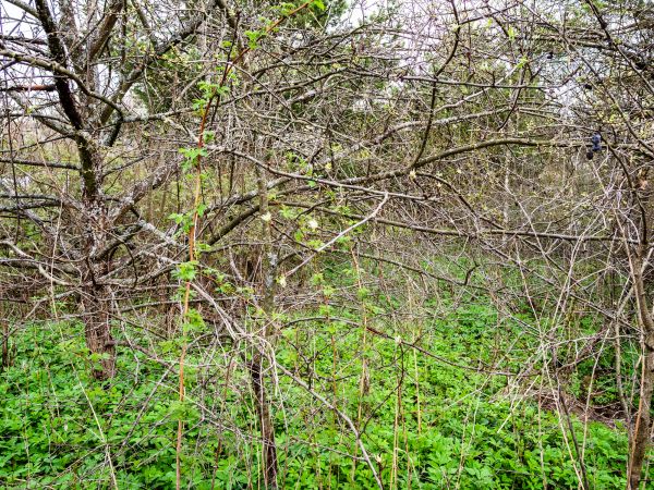 Underbrush Clearing in Spartanburg