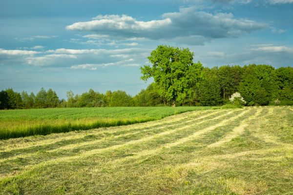 Vegetation Removal in Spartanburg