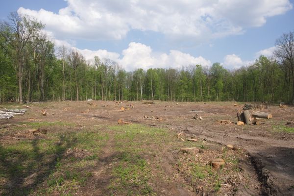 Pasture Clearing in Spartanburg