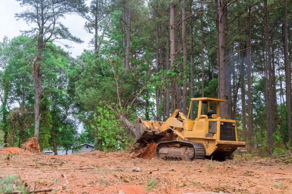 Forest Thinning in Spartanburg