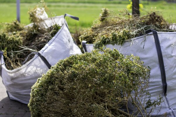 Bushes Clearing in Spartanburg