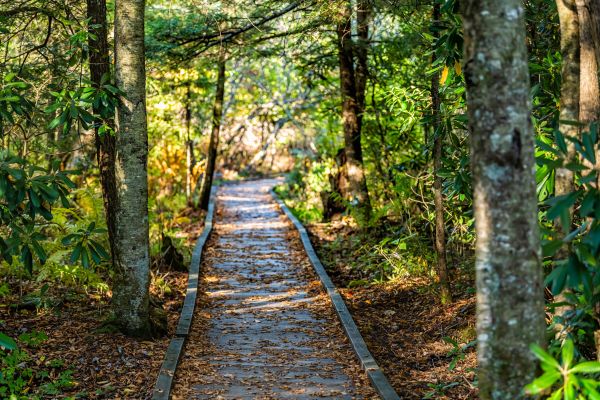 Trail Clearing in Spartanburg