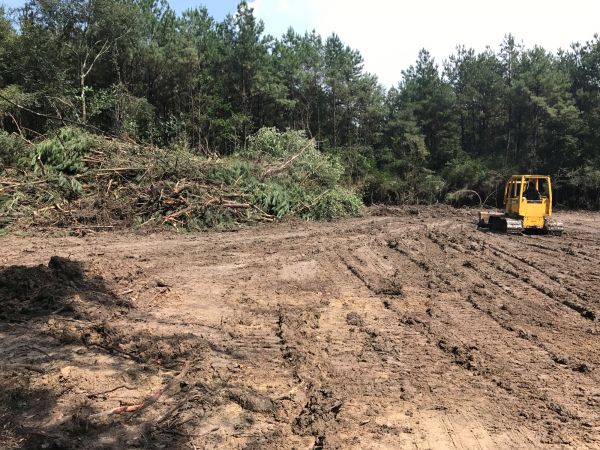 Thicket Clearing in Spartanburg